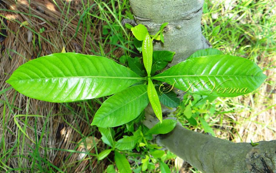  Leaves